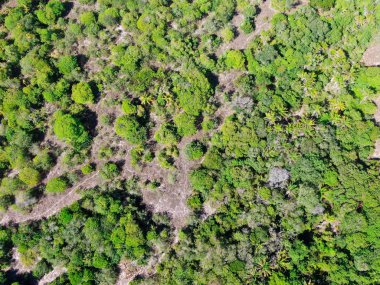 Tropikal orman, ormanda Praia yapmak Forte, Brezilya Hava görünümünü. Yemyeşil ağaçlar eğrelti otları ve avuç içi destekleyen bir orman ayrıntılı hava görünümünü. dağ ve tepeler tarafından herdem yeşil orman kaplı.