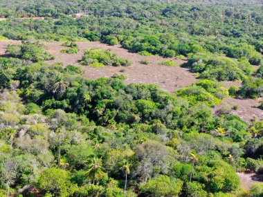 Tropikal orman, ormanda Praia yapmak Forte, Brezilya Hava görünümünü. Yemyeşil ağaçlar eğrelti otları ve avuç içi destekleyen bir orman ayrıntılı hava görünümünü. dağ ve tepeler tarafından herdem yeşil orman kaplı.