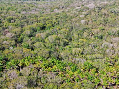 Tropikal orman, ormanda Praia yapmak Forte, Brezilya Hava görünümünü. Yemyeşil ağaçlar eğrelti otları ve avuç içi destekleyen bir orman ayrıntılı hava görünümünü. dağ ve tepeler tarafından herdem yeşil orman kaplı.