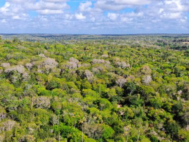 Tropikal orman, ormanda Praia yapmak Forte, Brezilya Hava görünümünü. Yemyeşil ağaçlar eğrelti otları ve avuç içi destekleyen bir orman ayrıntılı hava görünümünü. dağ ve tepeler tarafından herdem yeşil orman kaplı.