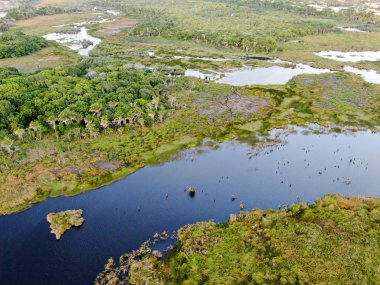 Tropikal yağmur ormanları, orman Brezilya Hava görünümünü. Yeşil sulak orman nehir, yemyeşil eğrelti otları ve avuç içi ağaçlar. Praia Forte, Brezilya