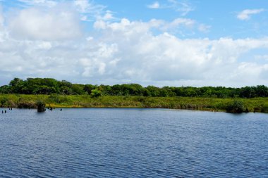 Tropikal yağmur ormanları, Brezilya ormanda. Yeşil sulak orman nehir, yemyeşil eğrelti otları ve avuç içi ağaçlar. Praia Forte, Brezilya
