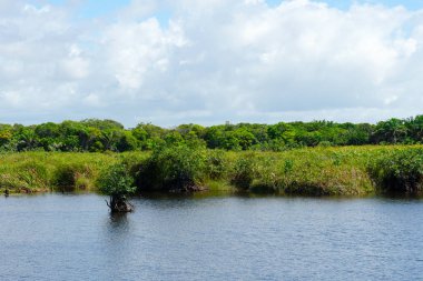 Tropikal yağmur ormanları, Brezilya ormanda. Yeşil sulak orman nehir, yemyeşil eğrelti otları ve avuç içi ağaçlar. Praia Forte, Brezilya