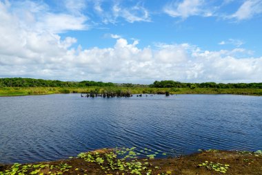 Tropikal yağmur ormanları, Brezilya ormanda. Yeşil sulak orman nehir, yemyeşil eğrelti otları ve avuç içi ağaçlar. Praia Forte, Brezilya