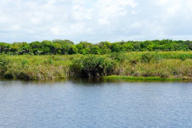 Tropikal yağmur ormanları, Brezilya ormanda. Yeşil sulak orman nehir, yemyeşil eğrelti otları ve avuç içi ağaçlar. Praia Forte, Brezilya
