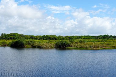 Tropikal yağmur ormanları, Brezilya ormanda. Yeşil sulak orman nehir, yemyeşil eğrelti otları ve avuç içi ağaçlar. Praia Forte, Brezilya