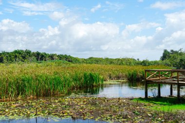 Tropikal yağmur ormanları, Brezilya ormanda. Yeşil sulak orman nehir, yemyeşil eğrelti otları ve avuç içi ağaçlar. Praia Forte, Brezilya
