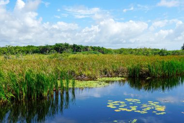 Tropikal yağmur ormanları, Brezilya ormanda. Yeşil sulak orman nehir, yemyeşil eğrelti otları ve avuç içi ağaçlar. Praia Forte, Brezilya