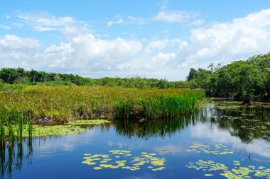 Tropikal yağmur ormanları, Brezilya ormanda. Yeşil sulak orman nehir, yemyeşil eğrelti otları ve avuç içi ağaçlar. Praia Forte, Brezilya