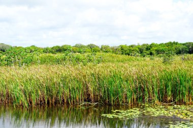 Tropikal yağmur ormanları, Brezilya ormanda. Yeşil sulak orman nehir, yemyeşil eğrelti otları ve avuç içi ağaçlar. Praia Forte, Brezilya