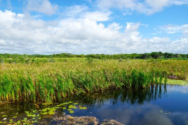 Tropikal yağmur ormanları, Brezilya ormanda. Yeşil sulak orman nehir, yemyeşil eğrelti otları ve avuç içi ağaçlar. Praia Forte, Brezilya