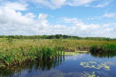 Tropikal yağmur ormanları, Brezilya ormanda. Yeşil sulak orman nehir, yemyeşil eğrelti otları ve avuç içi ağaçlar. Praia Forte, Brezilya