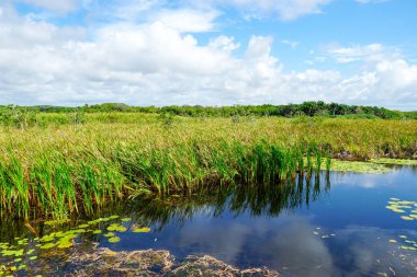 Tropikal yağmur ormanları, Brezilya ormanda. Yeşil sulak orman nehir, yemyeşil eğrelti otları ve avuç içi ağaçlar. Praia Forte, Brezilya