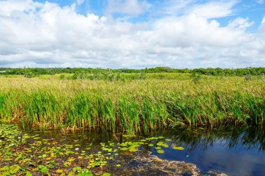 Tropikal yağmur ormanları, Brezilya ormanda. Yeşil sulak orman nehir, yemyeşil eğrelti otları ve avuç içi ağaçlar. Praia Forte, Brezilya