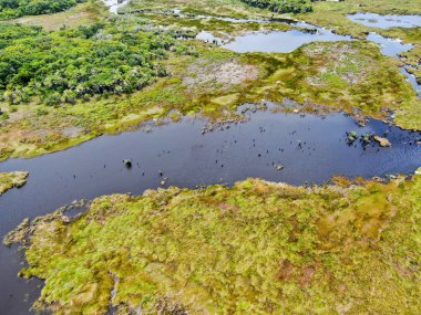 Tropikal yağmur ormanları, orman Brezilya Hava görünümünü. Yeşil sulak orman nehir, yemyeşil eğrelti otları ve avuç içi ağaçlar. Praia Forte, Brezilya