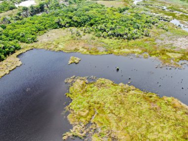 Tropikal yağmur ormanları, orman Brezilya Hava görünümünü. Yeşil sulak orman nehir, yemyeşil eğrelti otları ve avuç içi ağaçlar. Praia Forte, Brezilya