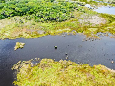 Tropikal yağmur ormanları, orman Brezilya Hava görünümünü. Yeşil sulak orman nehir, yemyeşil eğrelti otları ve avuç içi ağaçlar. Praia Forte, Brezilya