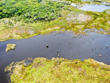 Tropikal yağmur ormanları, orman Brezilya Hava görünümünü. Yeşil sulak orman nehir, yemyeşil eğrelti otları ve avuç içi ağaçlar. Praia Forte, Brezilya