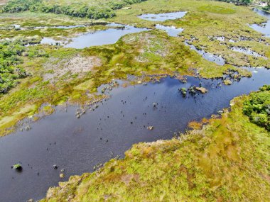 Tropikal yağmur ormanları, orman Brezilya Hava görünümünü. Yeşil sulak orman nehir, yemyeşil eğrelti otları ve avuç içi ağaçlar. Praia Forte, Brezilya