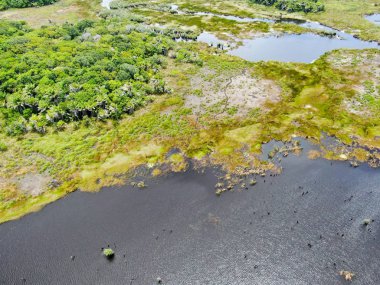 Tropikal yağmur ormanları, orman Brezilya Hava görünümünü. Yeşil sulak orman nehir, yemyeşil eğrelti otları ve avuç içi ağaçlar. Praia Forte, Brezilya