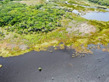Tropikal yağmur ormanları, orman Brezilya Hava görünümünü. Yeşil sulak orman nehir, yemyeşil eğrelti otları ve avuç içi ağaçlar. Praia Forte, Brezilya