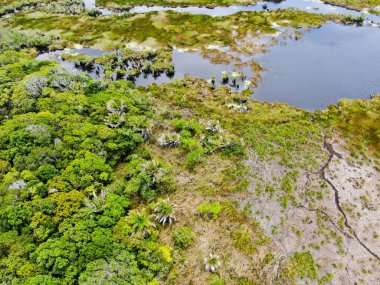 Tropikal yağmur ormanları, orman Brezilya Hava görünümünü. Yeşil sulak orman nehir, yemyeşil eğrelti otları ve avuç içi ağaçlar. Praia Forte, Brezilya