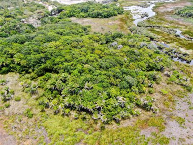 Tropikal yağmur ormanları, orman Brezilya Hava görünümünü. Yeşil sulak orman nehir, yemyeşil eğrelti otları ve avuç içi ağaçlar. Praia Forte, Brezilya