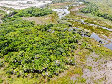 Tropikal yağmur ormanları, orman Brezilya Hava görünümünü. Yeşil sulak orman nehir, yemyeşil eğrelti otları ve avuç içi ağaçlar. Praia Forte, Brezilya