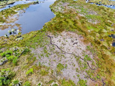 Tropikal yağmur ormanları, orman Brezilya Hava görünümünü. Yeşil sulak orman nehir, yemyeşil eğrelti otları ve avuç içi ağaçlar. Praia Forte, Brezilya