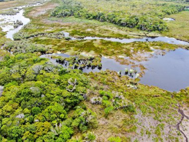 Tropikal yağmur ormanları, orman Brezilya Hava görünümünü. Yeşil sulak orman nehir, yemyeşil eğrelti otları ve avuç içi ağaçlar. Praia Forte, Brezilya