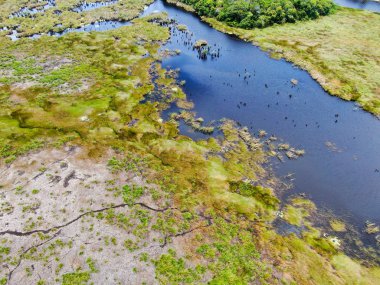 Tropikal yağmur ormanları, orman Brezilya Hava görünümünü. Yeşil sulak orman nehir, yemyeşil eğrelti otları ve avuç içi ağaçlar. Praia Forte, Brezilya