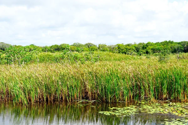 Tropikal yağmur ormanları, Brezilya ormanda. Yeşil sulak orman nehir, yemyeşil eğrelti otları ve avuç içi ağaçlar. Praia Forte, Brezilya