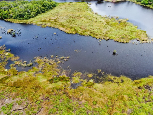 熱帯雨林 ブラジルのジャングルの空撮 緑豊かなシダとヤシの木と緑の湿地林 プライア フォルテ ブラジル — ストック写真