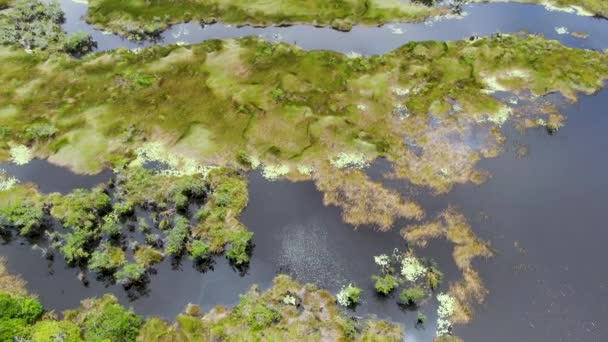 Aerial View Tropical Rain Forest Jungle Brazil Green Wetland Forest — Stock Video