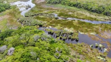 Tropikal yağmur ormanları, orman Brezilya Hava görünümünü. Yeşil sulak orman nehir, yemyeşil eğrelti otları ve avuç içi ağaçlar. Praia Forte, Brezilya