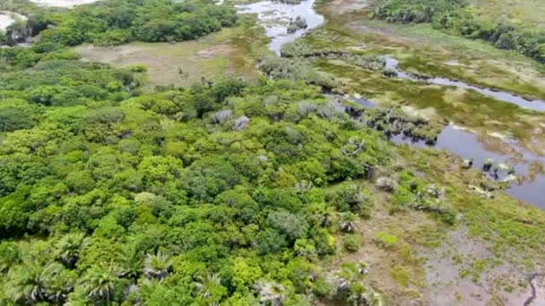 Вид Тропічних Лісів Джунглі Бразилії Ліс Зелений Водно Болотних Угідь — стокове відео