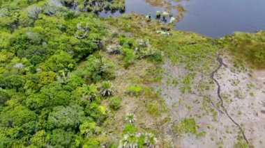 Tropikal yağmur ormanları, orman Brezilya Hava görünümünü. Yeşil sulak orman nehir, yemyeşil eğrelti otları ve avuç içi ağaçlar. Praia Forte, Brezilya