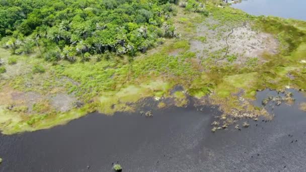 在巴西的热带雨林 丛林的鸟图 绿色湿地森林与河流 郁郁葱葱的蕨类植物和棕榈树 Praia Forte — 图库视频影像