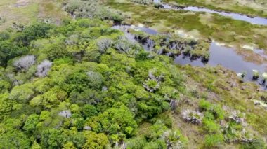 Tropikal yağmur ormanları, orman Brezilya Hava görünümünü. Yeşil sulak orman nehir, yemyeşil eğrelti otları ve avuç içi ağaçlar. Praia Forte, Brezilya