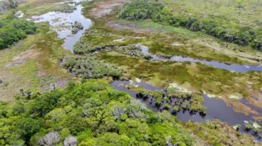 Tropikal yağmur ormanları, orman Brezilya Hava görünümünü. Yeşil sulak orman nehir, yemyeşil eğrelti otları ve avuç içi ağaçlar. Praia Forte, Brezilya