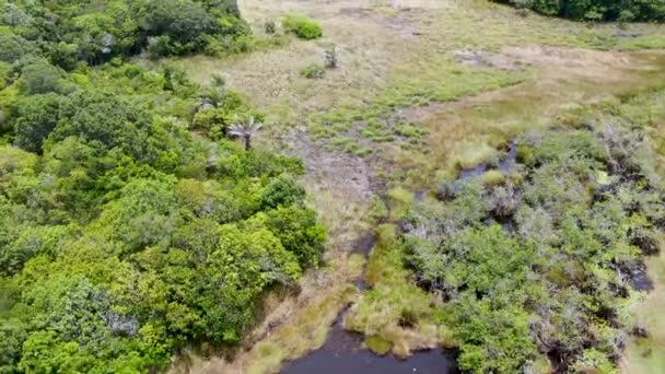 Luchtfoto Van Tropisch Regenwoud Oerwoud Brazilië Groene Wetland Bos Met — Stockvideo