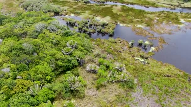 熱帯雨林 ブラジルのジャングルの空撮 緑豊かなシダとヤシの木と緑の湿地林 プライア フォルテ ブラジル — ストック動画