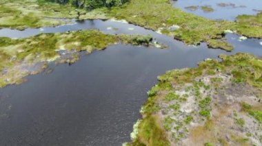 Tropikal yağmur ormanları, orman Brezilya Hava görünümünü. Yeşil sulak orman nehir, yemyeşil eğrelti otları ve avuç içi ağaçlar. Praia Forte, Brezilya