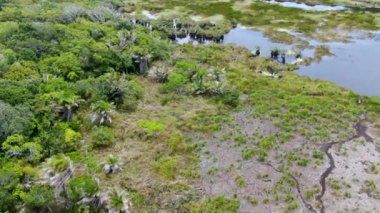 Tropikal yağmur ormanları, orman Brezilya Hava görünümünü. Yeşil sulak orman nehir, yemyeşil eğrelti otları ve avuç içi ağaçlar. Praia Forte, Brezilya