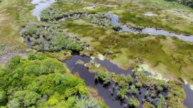 Tropikal yağmur ormanları, orman Brezilya Hava görünümünü. Yeşil sulak orman nehir, yemyeşil eğrelti otları ve avuç içi ağaçlar. Praia Forte, Brezilya