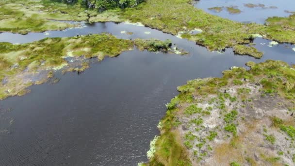 熱帯雨林 ブラジルのジャングルの空撮 緑豊かなシダとヤシの木と緑の湿地林 プライア フォルテ ブラジル — ストック動画