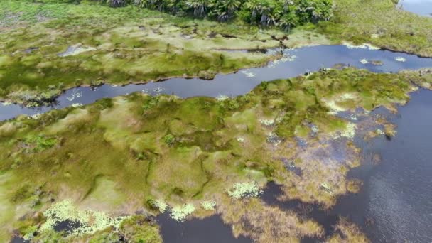 Вид Воздуха Тропические Тропические Леса Джунгли Бразилии Зеленый Водно Болотный — стоковое видео