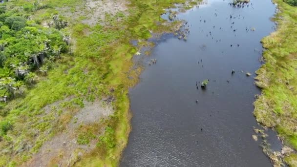 Flygfoto Tropisk Regnskog Djungel Brasilien Gröna Våtmark Skog Med Floden — Stockvideo