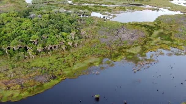 Vista Aérea Selva Tropical Selva Brasil Bosque Verde Humedales Con — Vídeo de stock