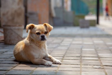Yerde oturan sevimli bej küçük köpek. Sokak kaldırım döşeme sokak köpeği
